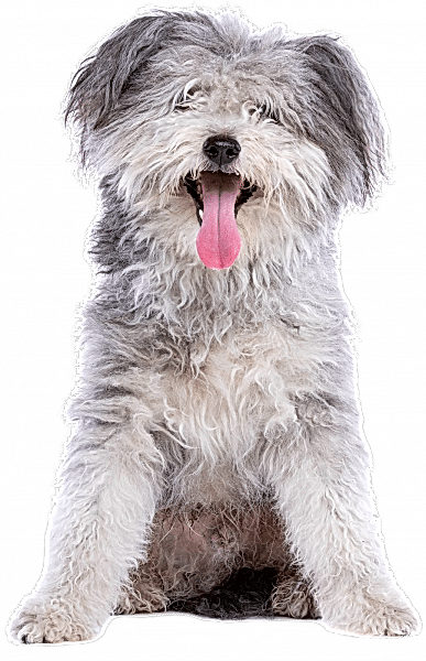 dog-2021-09-01-22-05-13-utc